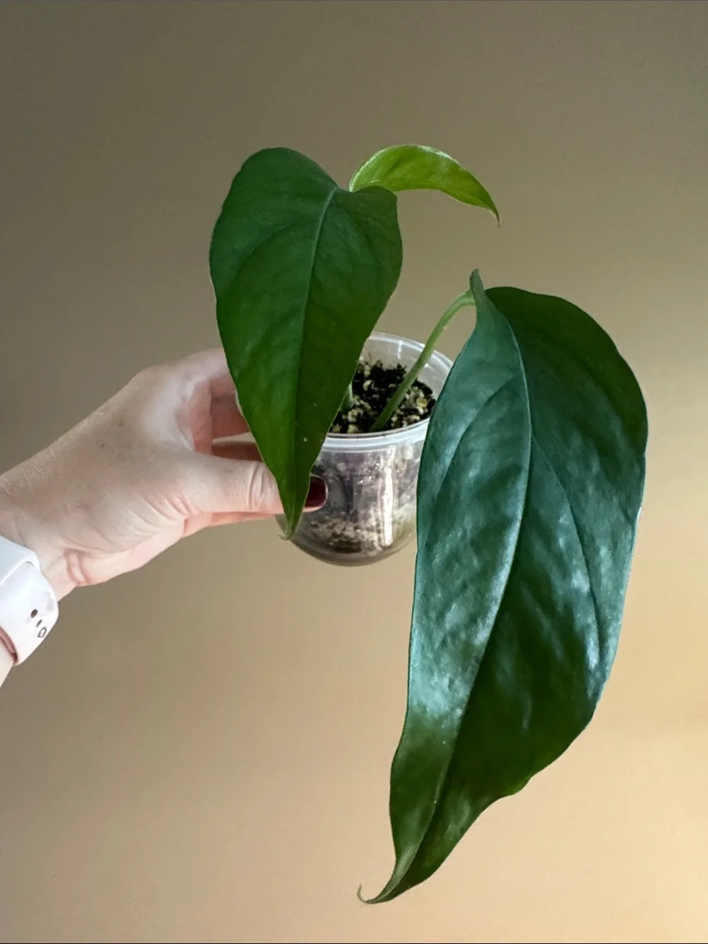 Cebu Blue Pothos-Rooted